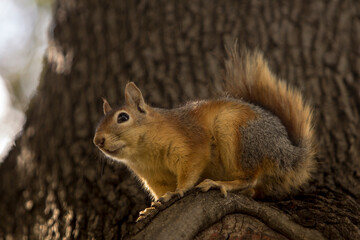 Close up portrait of a Sciurus Anomalus, Caucasian squirrel on a tree trunk. They are common in Turkey, but their numbers are decreasing in the Levant.