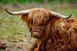 A Scottish Highland Cattle with long horns