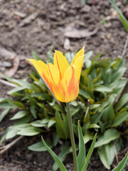 Poster - Tulipe à fleurs de lis 'Fire Wings' aux tépales recourbées et pointues panachée de rouge et jaune dans un feuillage vert moyen