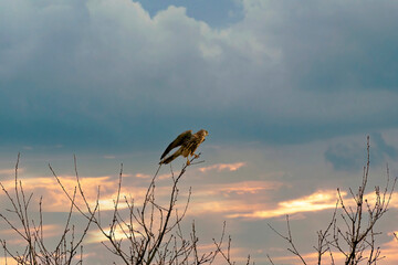 Eurasian Kestrel, Falco tinnunculus sitting on the tree against the colorful blue and orange dramatic sky