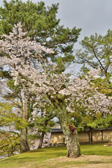 Poster - 奈良の桜