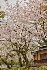 Wall Mural - 奈良の桜