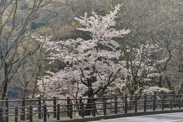 Poster - 奈良の道端の桜