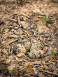 Nest with eggs on the ground in spring forest

