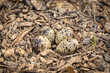 Nest with eggs on the ground in spring forest
