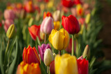 Fototapeta Tulipany - rote und gelbe blühende Tulpen auf dem Feld