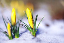 Spring Flowers, White Crocus Snowdrops Sun Rays. White And Yellow Crocuses In The Country In The Spring. Fresh Joyous Plants Bloomed. The Young Sprouts.