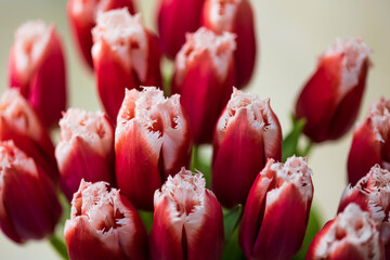 Wall Mural - Bouquet of red tulips with white ragged edges at the petals. Macro. Close-up