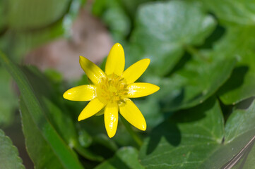 Wall Mural - A small yellow flower is growing between the green grass or leafs
