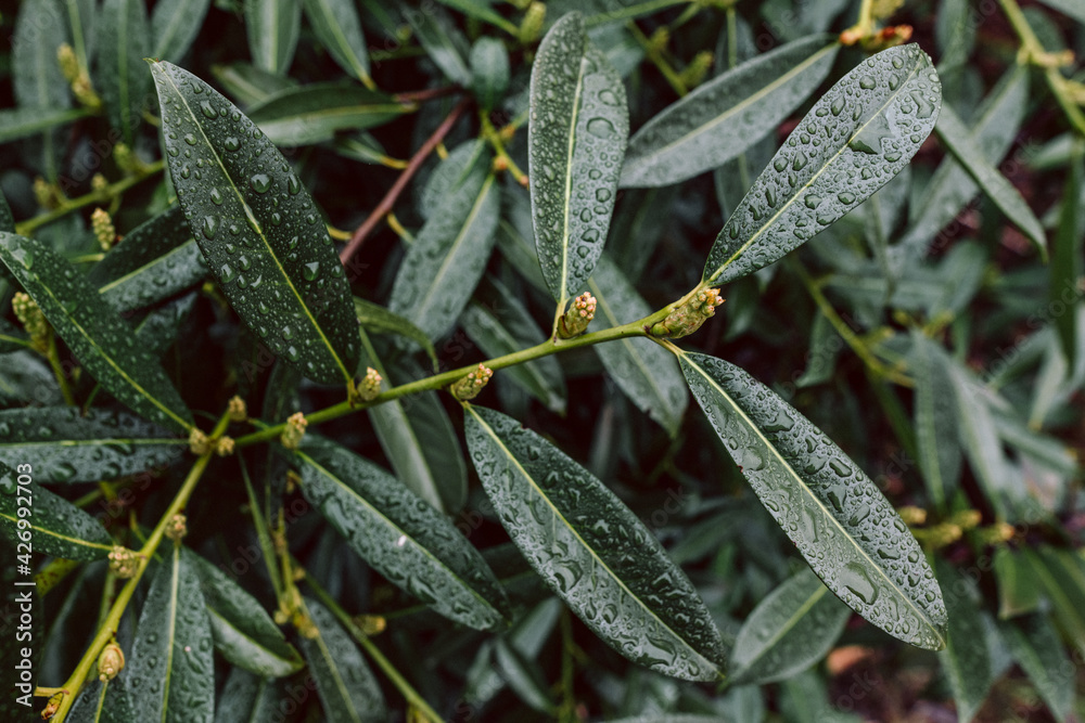 Stock-Foto Details der Bltter einer Kirschlorbeer, Zierlorbeer Pflanze  mit Wassertropfen. Prunus Laurocerasus Novita. Geringe Schrfentiefe |  Adobe Stock