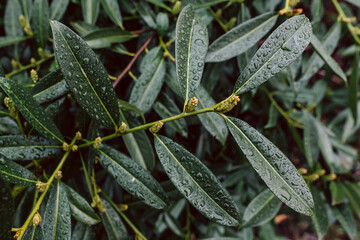 Details der Blätter einer Kirschlorbeer, Zierlorbeer  Pflanze mit Wassertropfen. Prunus Laurocerasus Novita. Geringe Schärfentiefe