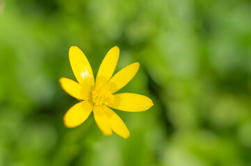 Wall Mural - A small yellow flower is growing between the green grass or leafs