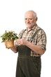 Elderly hobby gardener with plant and clippers, isolated on white.
