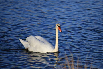 Höckerschwan