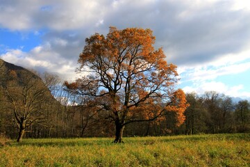 Poster - Couleurs d'Automne	