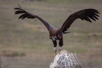 Poster - Cinereous Vulture, (Aegypius monachus) flight from rock in natural environment. Wild life.