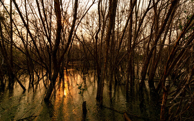 Wall Mural - Leafless tree with sunlight. Dead tree in degraded mangrove forest. Environmental crisis from climate change, pollution, sedimentation. Degradation and destruction of mangrove forest. Coastal crisis.
