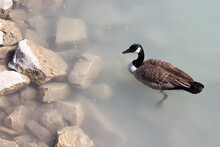 Canadian Goose Swimming On The Rocky Shore.