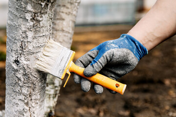 Whitewash of spring trees, protection from insects and pests.Whitewashing of trees in the spring. Gardening and agriculture, protective actions.