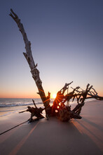 Sunrise On Talbot Island's Boneyard Beach In Jacksonville, FL