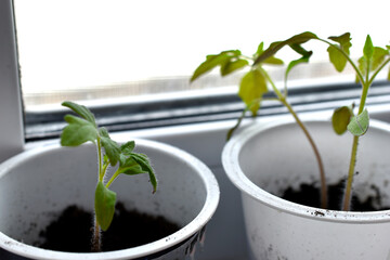 Tomato seedlings in white pots with earth