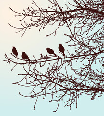 Wall Mural - Nature background of silhouettes birds on tree branches in spring forest