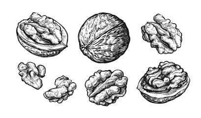 walnuts set. hand drawn sketch of nuts isolated on white background. vector illustration