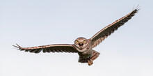 Burrowing Owl (Athene Cunicularia) Flying With Mouth Wide Open, Wings Apart, Yellow Eyes Staring And White Clouds Background