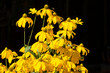  Gelber Sonnenhut, Rudbeckia Blüten im Sonnenlicht