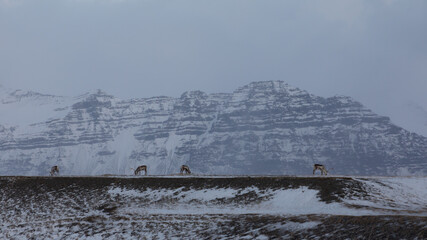 Wall Mural - Iceland 