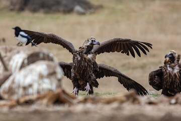 Poster - Cinereous Vulture, (Aegypius monachus) flight from rock in natural environment. Wild life.