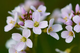 Fototapeta Kwiaty - Blüten des Wiesen-Schaumkraut (Cardamine pratensis)	