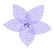 Blue Flower Flat Vector Illustration, Summer Lilac Plant. Element For Garden Design, Natural Transparent Petal.