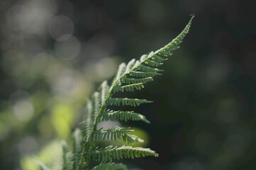 fern leaf in the forest