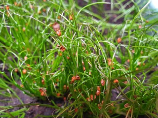 wild strawberry plant