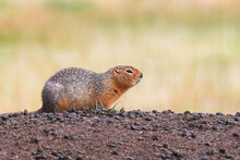 Side View Of A Ground Squirrel Sitting On A Mound