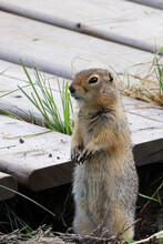Closeup View Of A Ground Squirrel Sitting Beside A Boardwalk