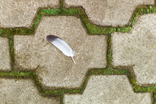 A Dove Feather On A Sidewalk Lined With Tile