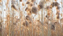 Closeup View 4k Stock Video Footage Of Many Beautiful Tall Dry Beige Color Wild Reeds Growing Outside On Shores Of River. Plants Isolated At Sunny Sunset Sky Background. Magic Delicate Sun Backlight