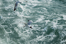 Seagull Birds Flying In The Sea. Blue Sea And Flying Seagull. Seagull In The Sea. A Seagull Flying In The Sea.