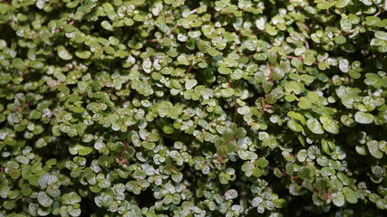 Wall Mural - Plants in the aquarium