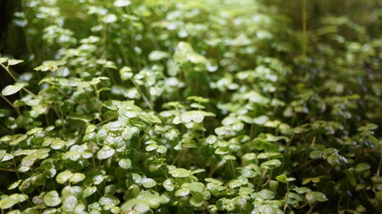 Wall Mural - Plants in the aquarium