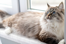 The Fluffy Cat With Blue Eyes Lies On A White Windowsill.