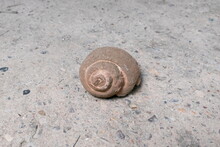 Snail Fossil On Stone Floor