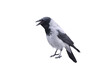 Cawing bird crow.