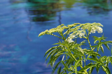 leaves on the water