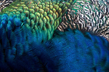  peacock feather background