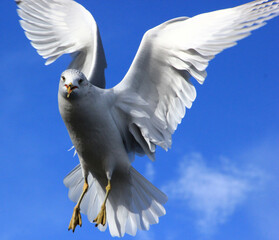 Seagull in flight