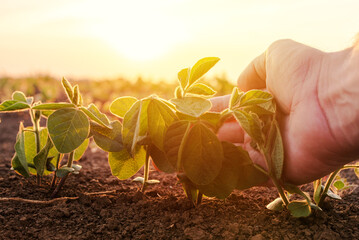 Wall Mural - Farmer examining young green soybean crop plant in cultivated field. Closeup of hand touch Glycine max seedlings in plantation.