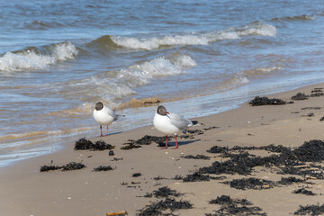 Two white-headed gulls stand on the sand and look